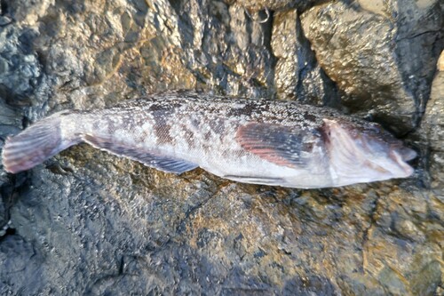 アイナメの釣果