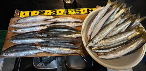 カマスの釣果