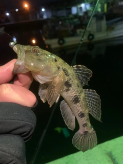 ウロハゼの釣果