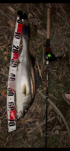 スズキの釣果