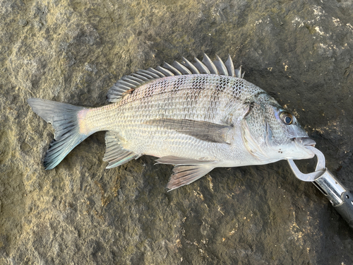 チヌの釣果