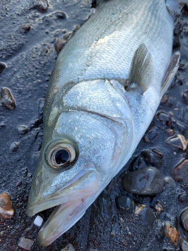 フッコ（ヒラスズキ）の釣果