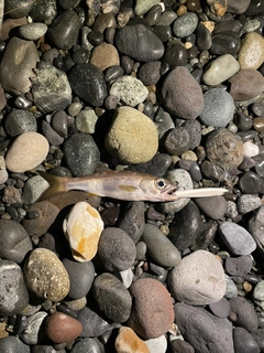 クロムツの釣果