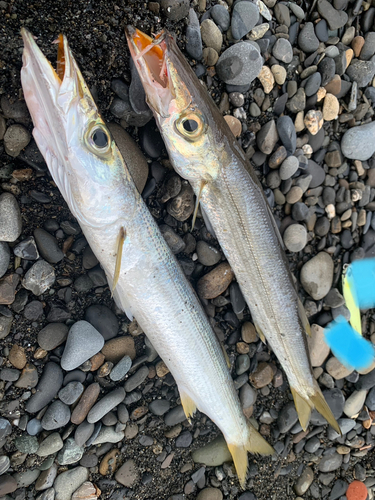 カマスの釣果