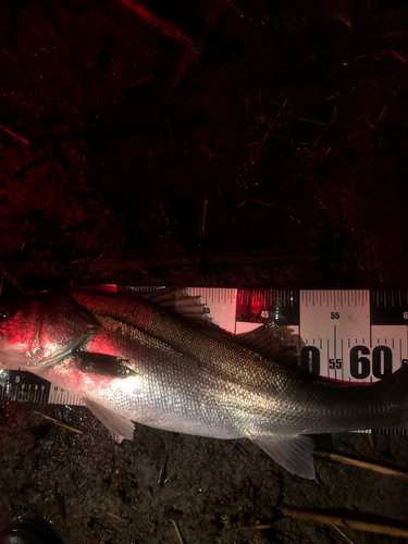 シーバスの釣果