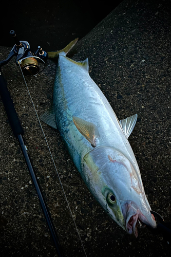 ワラサの釣果