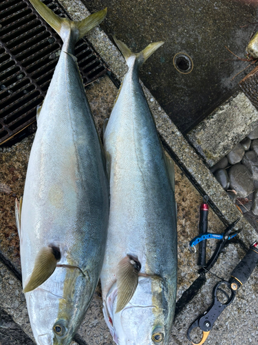 ブリの釣果