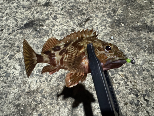 カサゴの釣果