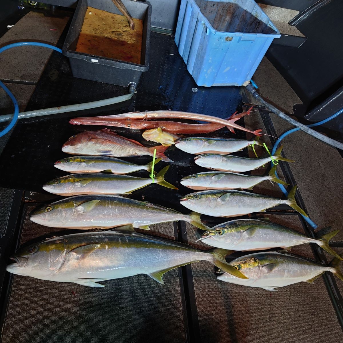 九三丸さんの釣果 3枚目の画像