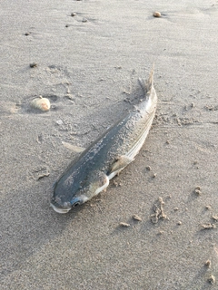 ボラの釣果