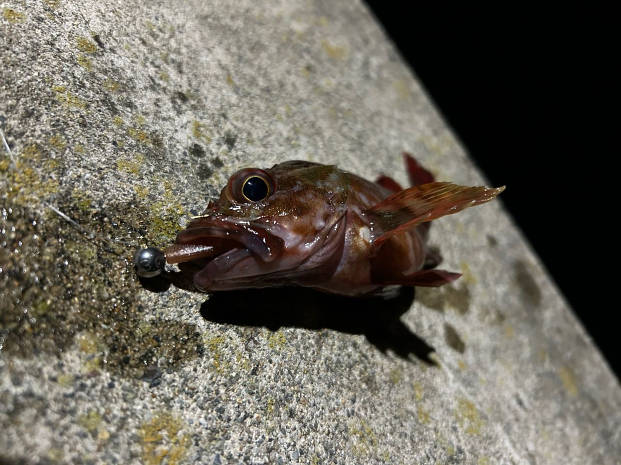 カサゴ