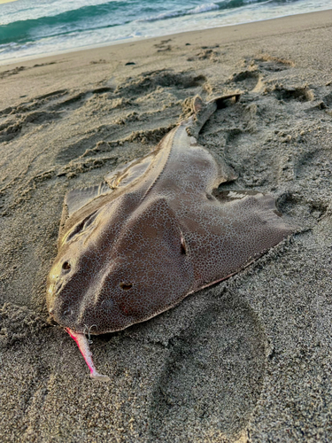 カスザメの釣果