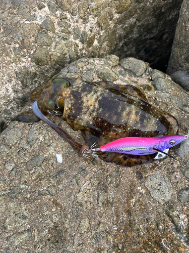 アオリイカの釣果