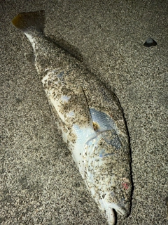 ニベの釣果