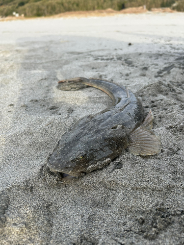 コチの釣果