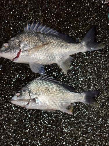 アカササノハベラの釣果