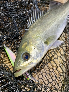 フッコ（マルスズキ）の釣果