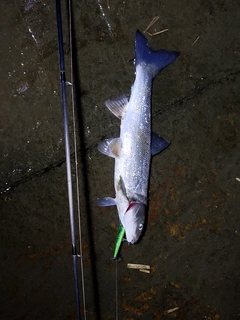 マルタウグイの釣果