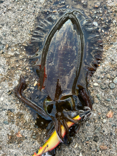 アオリイカの釣果