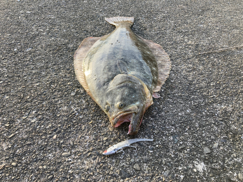 ヒラメの釣果