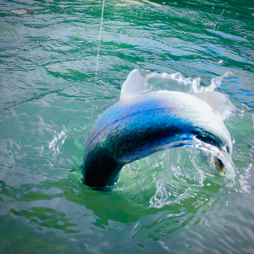 ニジマスの釣果