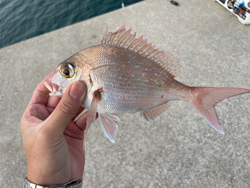 マダイの釣果