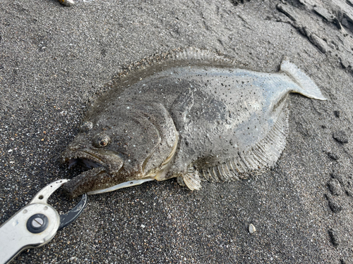 ヒラメの釣果