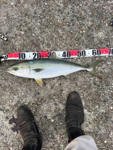 メジロの釣果