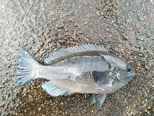 グレの釣果