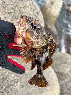 ガシラの釣果