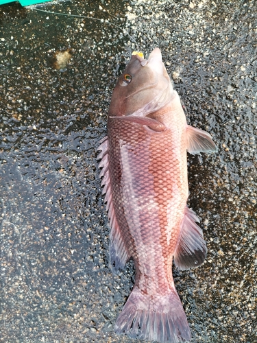 コブダイの釣果