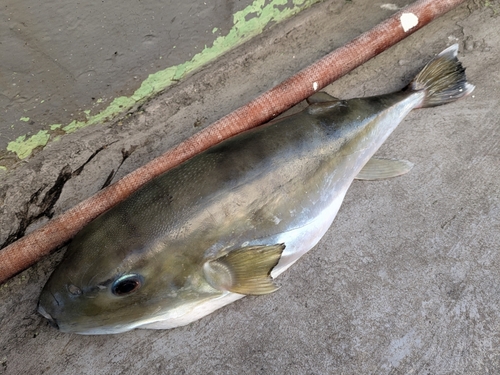 シロサバフグの釣果