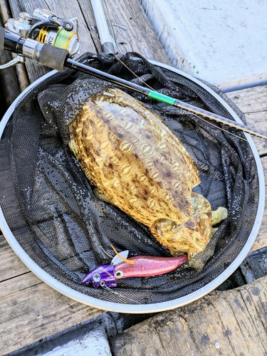 モンゴウイカの釣果