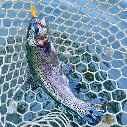 ニジマスの釣果