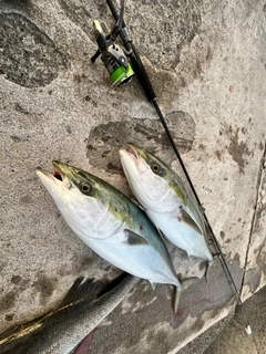 ハマチの釣果