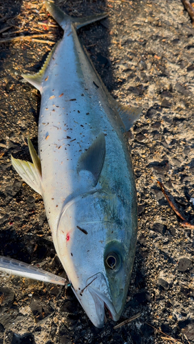 ヒラマサの釣果