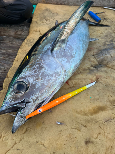 ビンチョウマグロの釣果