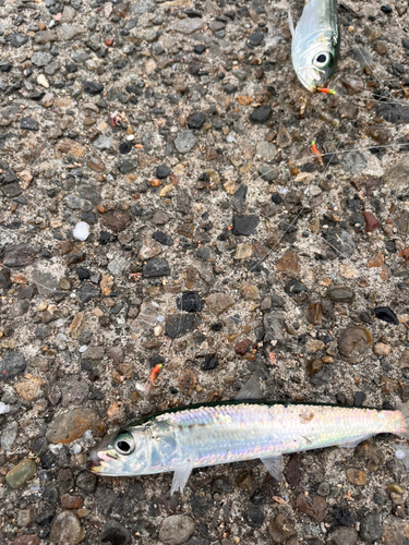 イワシの釣果