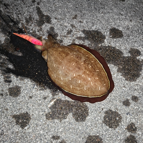 コウイカの釣果