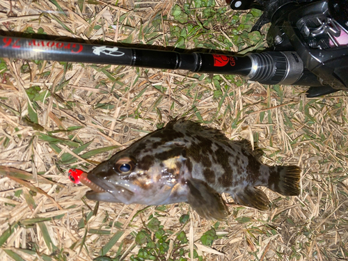 タケノコメバルの釣果