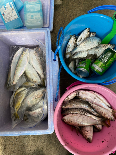 コノシロの釣果