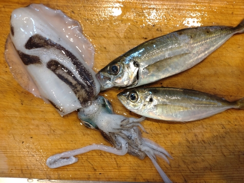 アジの釣果