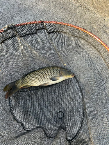 コイの釣果