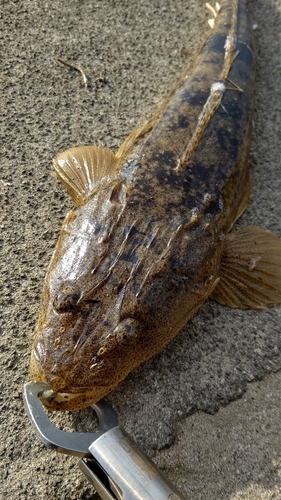 マゴチの釣果