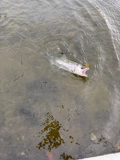 サクラマスの釣果