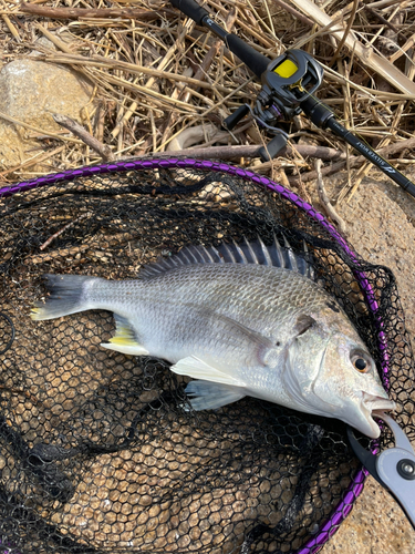 キビレの釣果