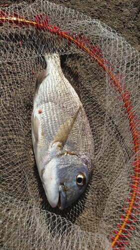 ヘダイの釣果