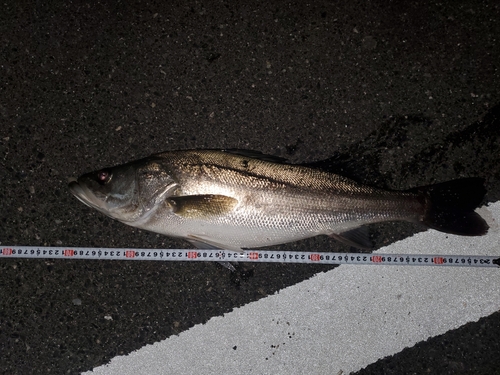 スズキの釣果