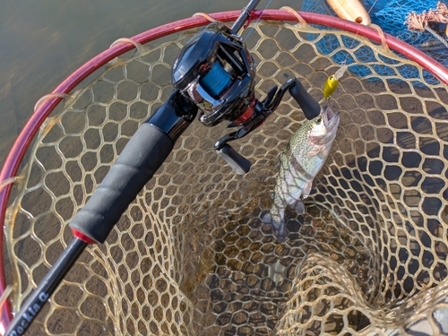 ニジマスの釣果