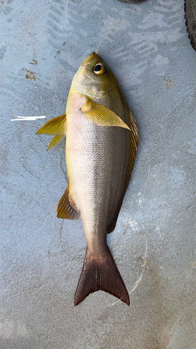 イサキの釣果